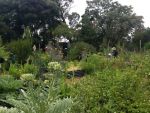 Geelong College Yr 4 Enviro Garden 2014